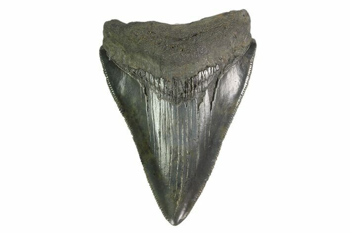 3.30" Fossil Megalodon Tooth - Serrated Blade